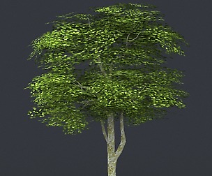 Tree 09