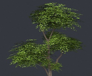 Tree 10