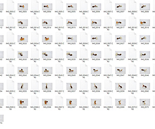 PhotoPack_Ganoderma lucidum mushroom