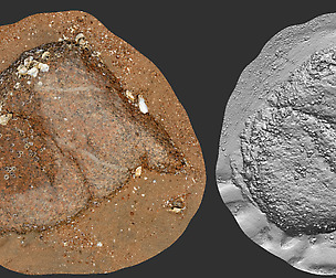Photo Grametry Mesh Pack_Beach Rock_0002
