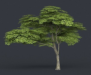 Low Poly Tree 11