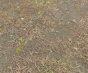 Ground terrain PBR pack 2