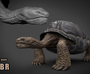 Galapagos Turtle Full