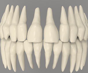 Human Teeth