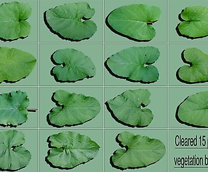 Arctium lappa