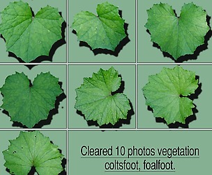 Vegetation coltsfoot