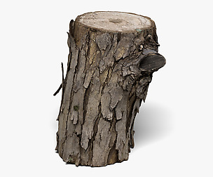 Wood Log - 8K Scan