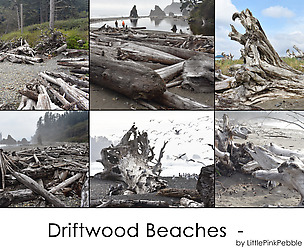 Driftwood Beaches Royalty Free Pack