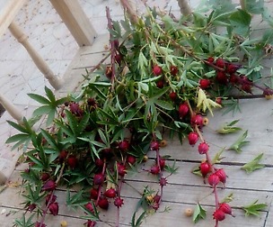 plant