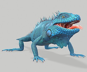 Iguana Blue