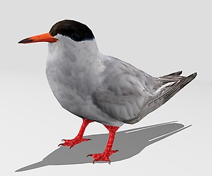 Common Tern