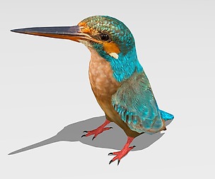 Common kingfisher