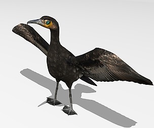 Great Cormorant