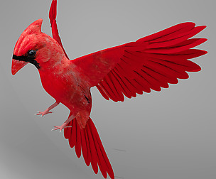 Northern Cardinal