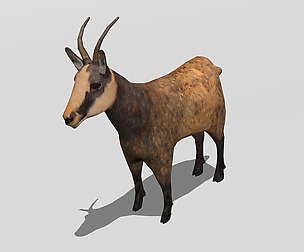 Chamois