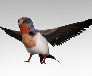 Swallow