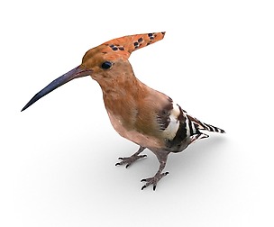 Eurasian hoopoe (Upupa epops)