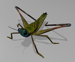 Cricket