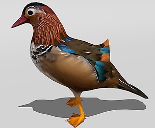 Mandarin Duck