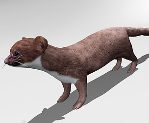 Weasel