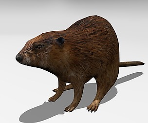Beaver