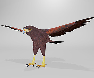 Harris Hawk