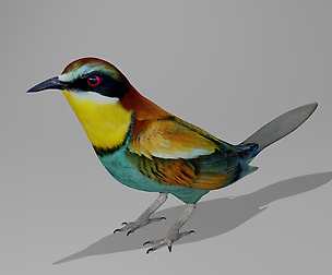European Bee Eater