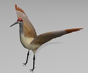 Sandhill Crane