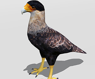 Crested Caracara