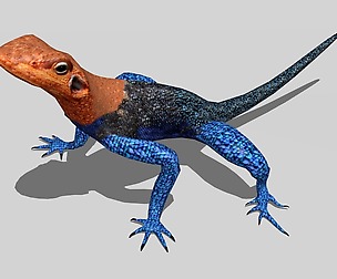 Agama Lizard