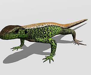 3D Sand lizard (Lacerta agilis)