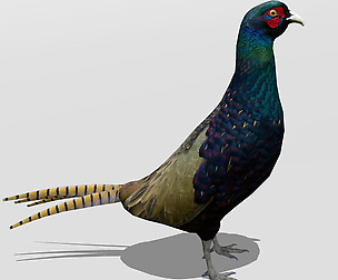 Pheasant
