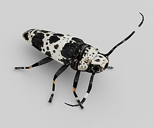 Longhorn (Acanthoderes lacrymans)