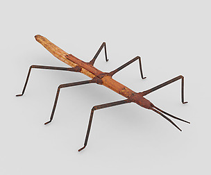 Stick Insect