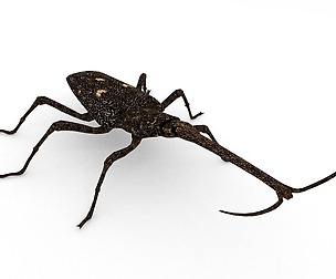 New Zealand giraffe weevil