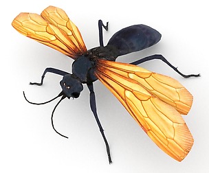 Tarantula hawk