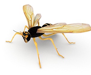 Wasp