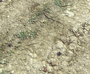 Ground terrain desert PBR pack 3