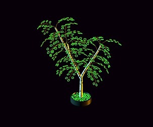 Beads birch