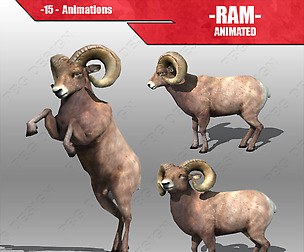 Big Horn Sheep