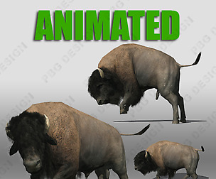 Bison / Buffalo
