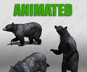 Black Bear