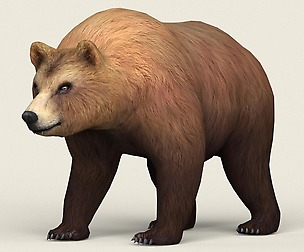 Realistic Low Poly Bear