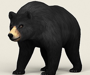 Realistic Low Poly Black Bear