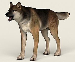 Low Poly Realistic Wolf