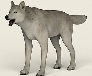 Low Poly Realistic White Wolf