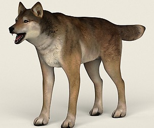 Low Poly Realistic Red Wolf