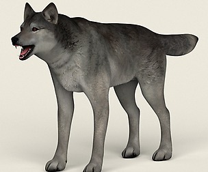 Low Poly Realistic Grey Wolf