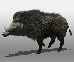 Wild Boar