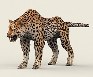 Low Poly Leopard